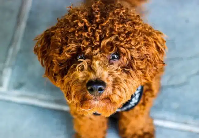 Brown poodle | how smart are poodles?
