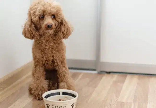 poodle with food | why does my poodle stink?