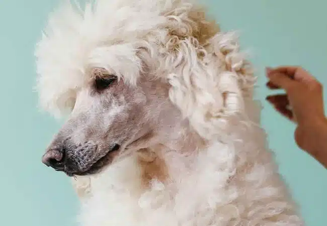 white poodle | why does my poodle stink?