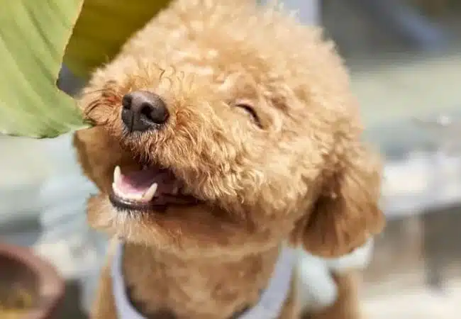 poodle smiling | How smart are poodles?