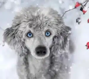 Blue eyed poodle | can poodles have blue eyes?