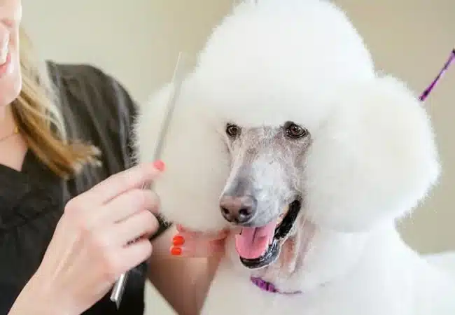 a white standard poodle getting groomed | how often should a poodle be groomed