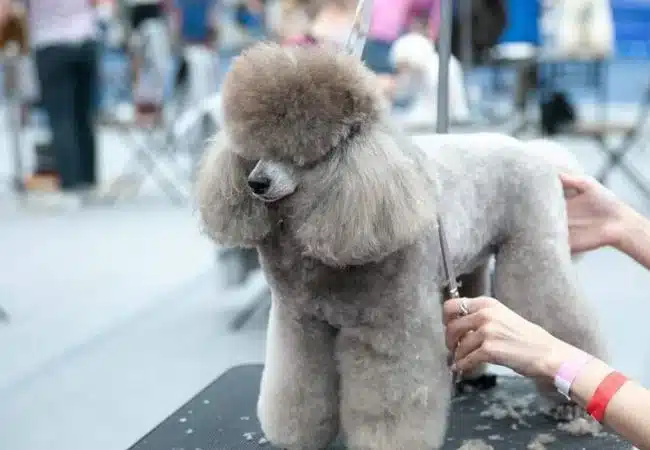 how often should a poodle be groomed
