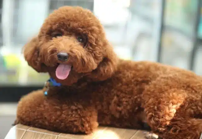 brown poodle with tongue out sitting and staring | how much to feed a poodle puppy?