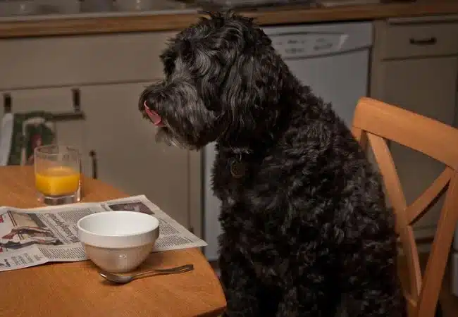 a big black poodle sitting on a chair | how much to feed a poodle puppy?