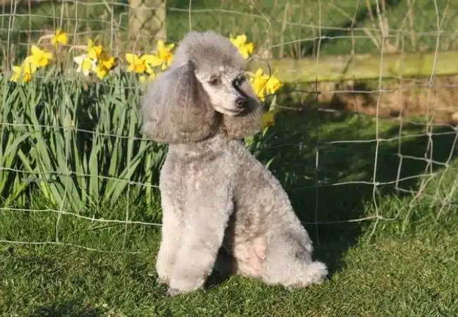 German cut on a poodle | what does a poodle look like without a haircut?
