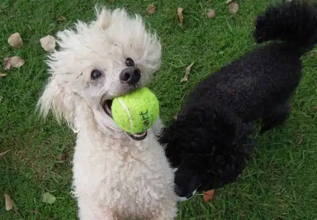 poodle playing with ball