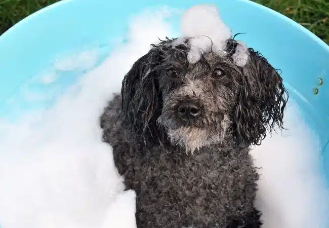 a poodle in a tub filled with shampoo leather and shampoo on his head