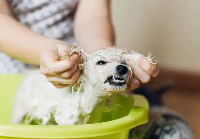 a poodle struggling while bathing | how often to bath a poodle?