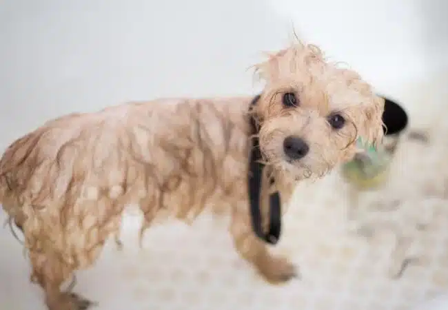 wet poodle staring into the camera | how often to bath a poodle?