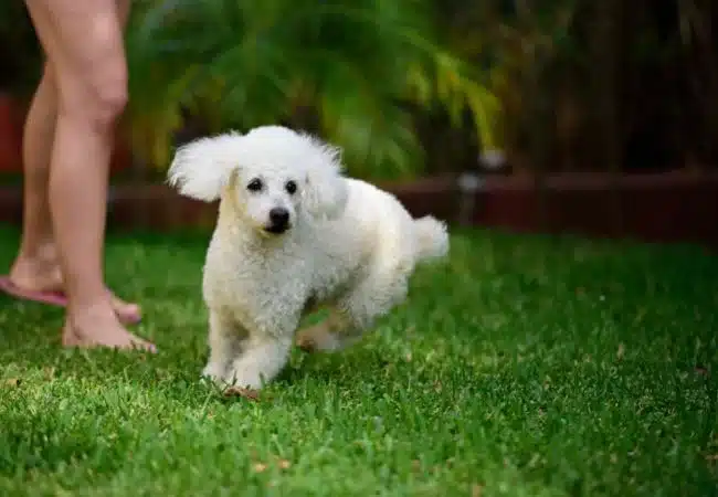 poodle running on green grass near a girl's feet | can poodles run long distances?