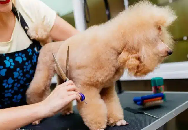 apricot poodle getting groomed