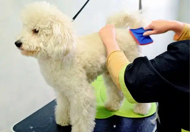 white poodle getting brushed