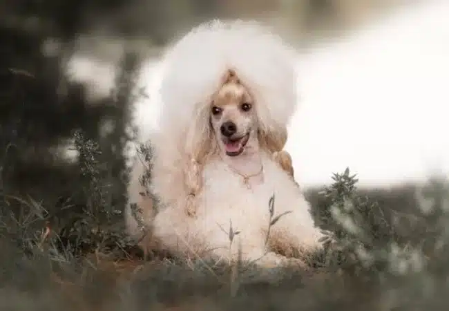 a white braided poodle o grass with vintage background