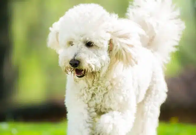 poodle running | can poodles run long distances?