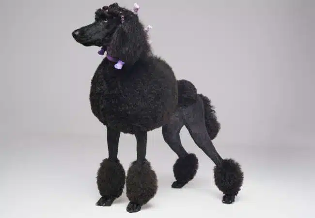a black color poodle