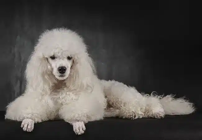 white standard poodle sitting | how fast does poodle puppy hair grow?