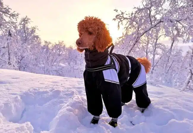 Can Poodles Handle Cold Weather? 7 Winter Safety Tips! - Poodle Doggo