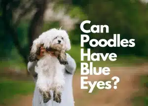 white poodle | Can poodles have blue eyes?