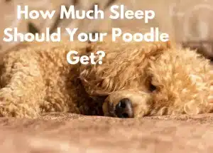 poodle sleeping| How much sleep should your poodle get?