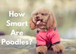 Poodle wearing pink jacket | How smart are poodles?