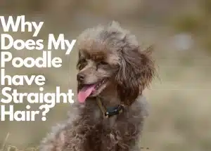 Brown Poodle With tongue out | Why does my poodle have straight hair?