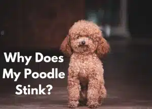 A Poodle Standing | Why Does My Poodle Stink?