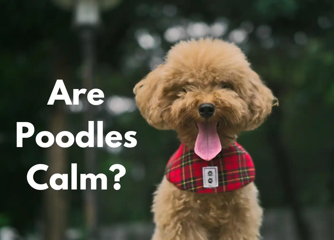 a brown poodle with its tongue out | at what age do poodles calm down?
