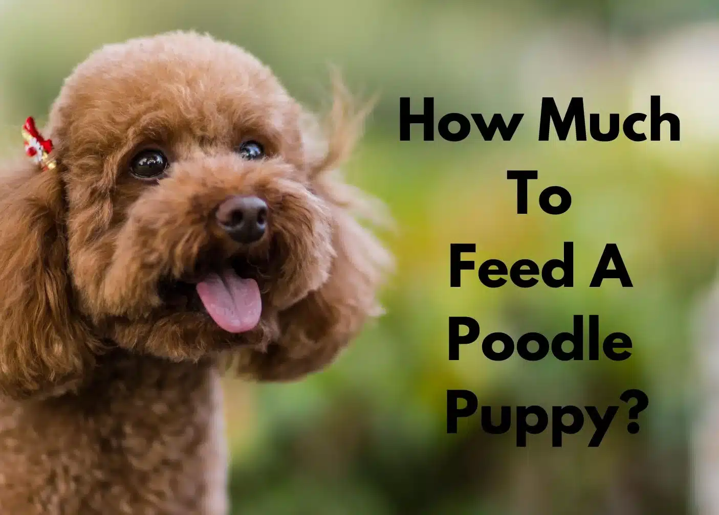a poodle with red clip on head | how much to feed a poodle puppy?