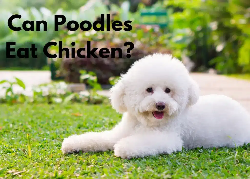 a poodle sitting on grass in broad daylight | can poodles eat chicken?
