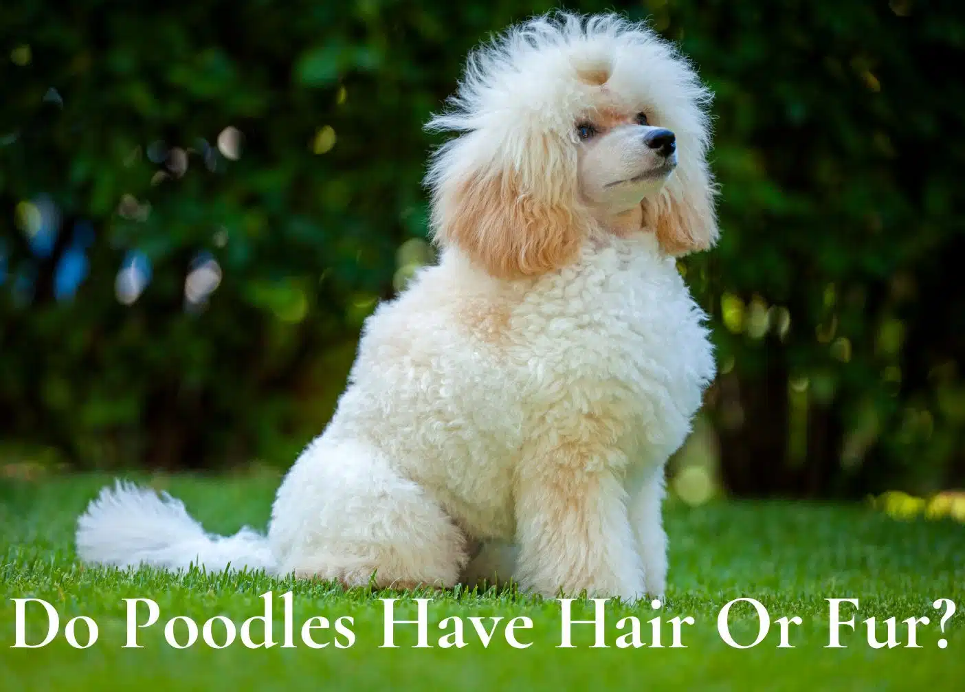 a white poodle posing for a picture on grass | do poodles have hair or fur?