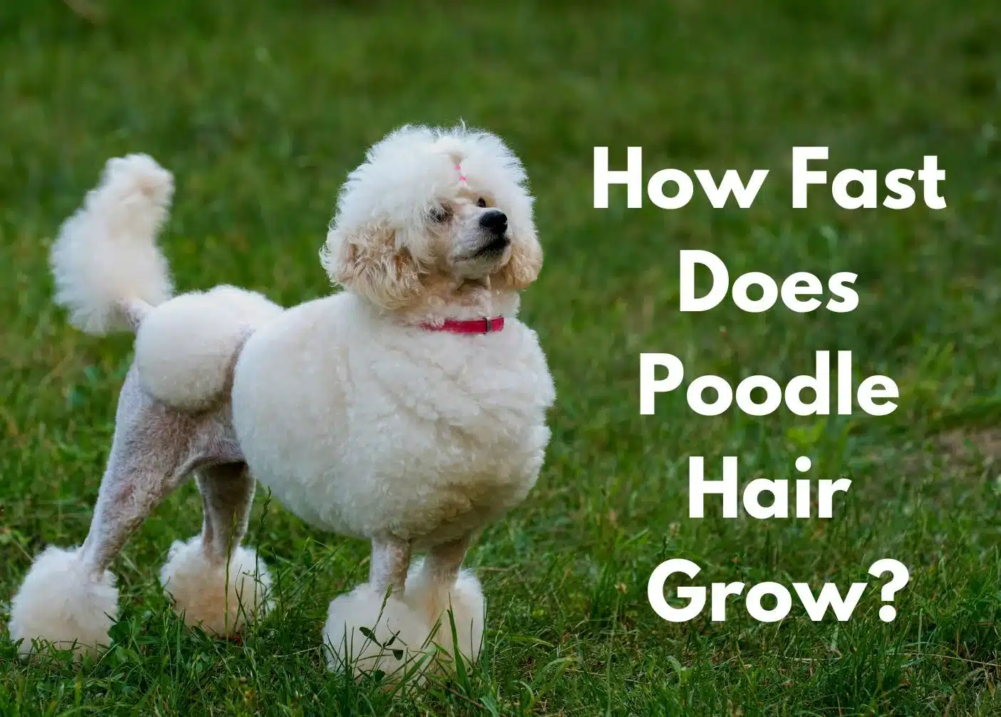 a poodle standing in the grass | how fast does poodle puppy hair grow?
