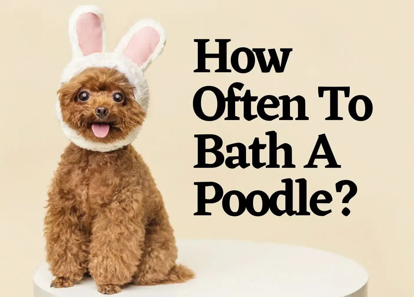 How often to bath a poodle | a standing on a stool wearing white headband