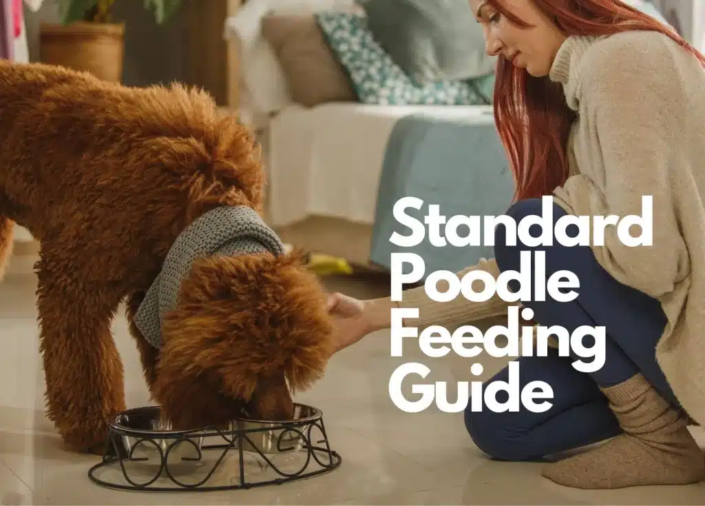 a girl feeding standard poodle some food | how much should a standard poodle eat?