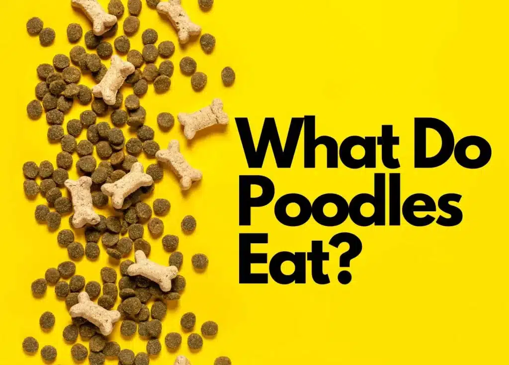 dog food with yellow background | what do poodles eat?