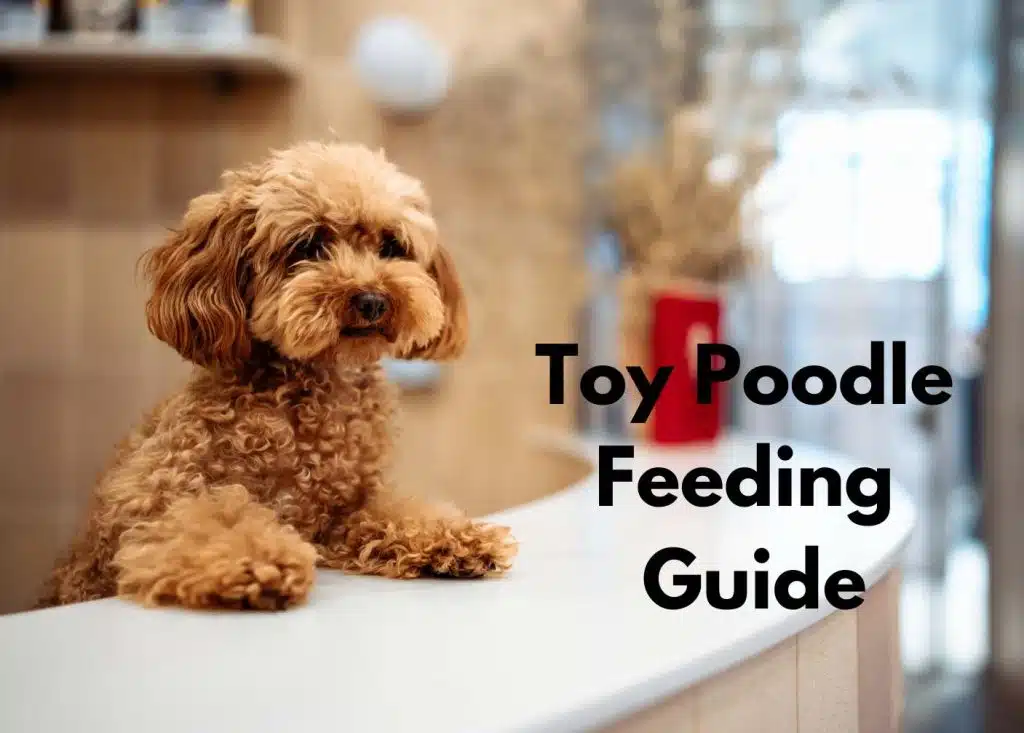 how much food should a toy poodle eat per day? | a toy poodle with his paws on a round counter