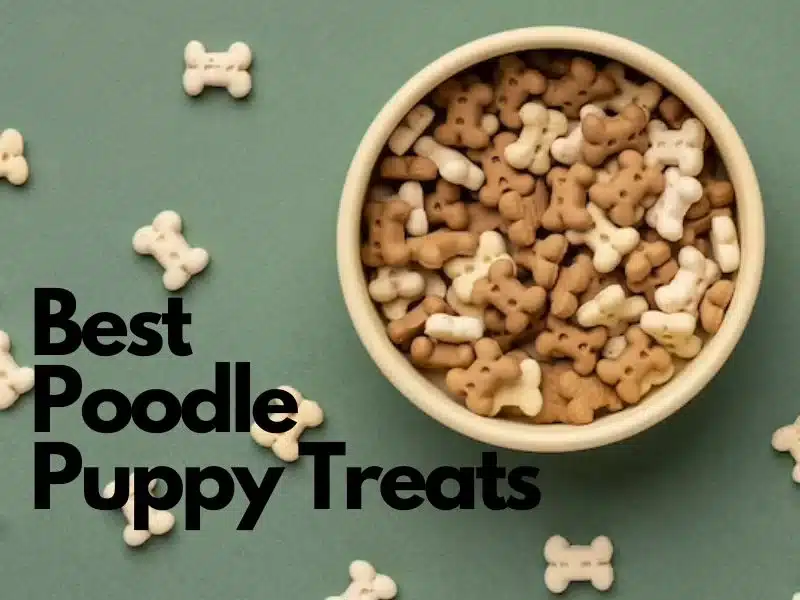 Best Poodle puppy treats| a bowl of dog treats