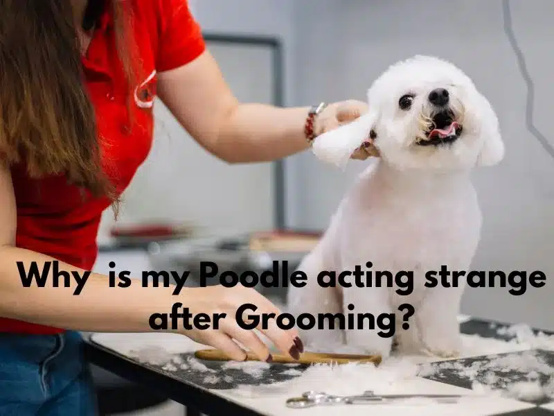 why is my poodle acting strange after grooming? | a white poodle getting groomed